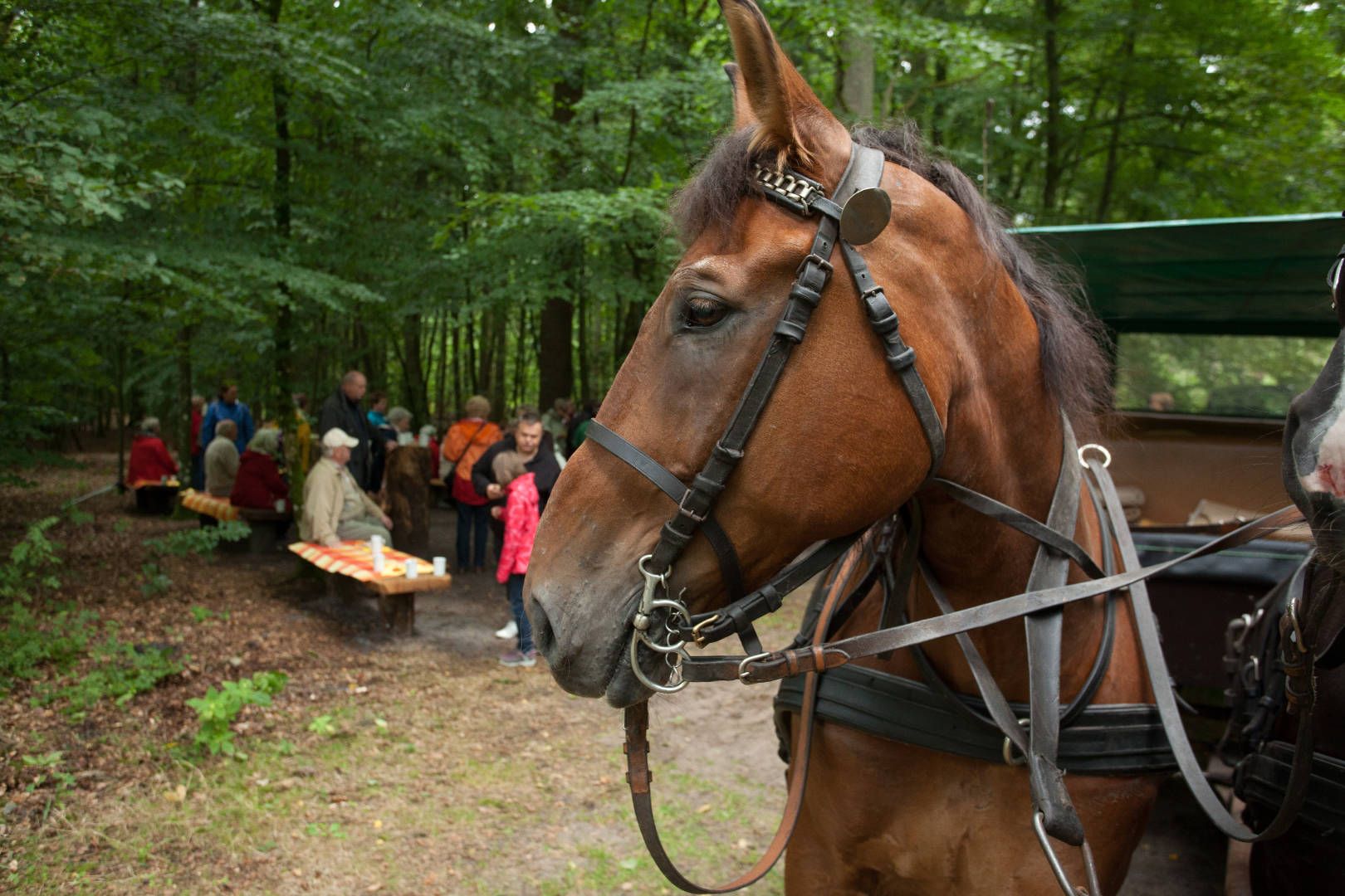 Kutschfahrten durch Wald und Heide Kutschfahrt durch den Wald, mit Picknick unterwegs